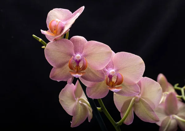 Pastel Orchid Flower Isolated Black Background — Stock Photo, Image