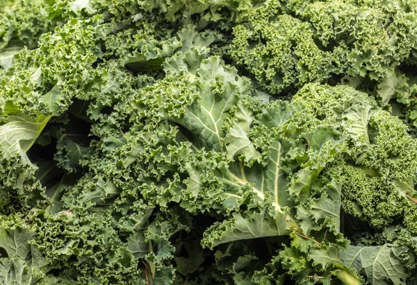 Healthy Fresh Curly Kale — Stock Photo, Image