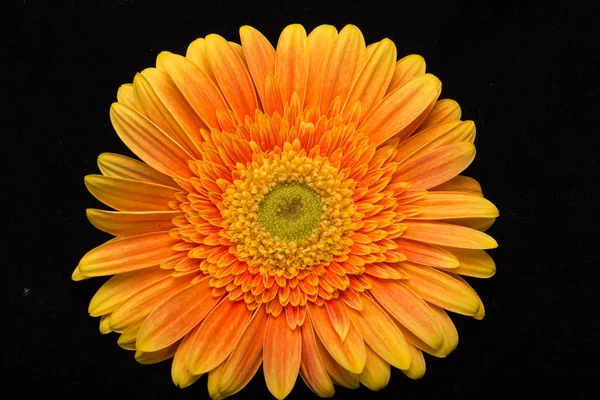 Fleurs Gerbera Orange Subtiles Sur Fond Noir — Photo