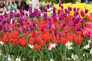 Lisse, Hollanda - 19 Nisan 2017: Lisse, Hollanda, Hollanda Keukenhof Garden ziyaretçi.