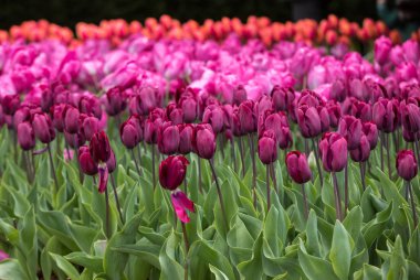 Bahçede açan renkli laleler.