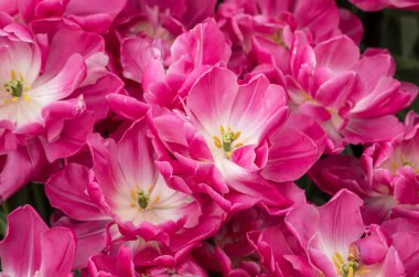 Bir bahçede çiçek açan türler botanik Lale