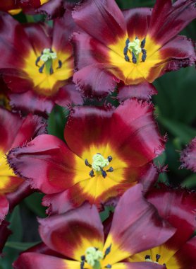 Bir bahçede çiçek açan türler botanik Lale