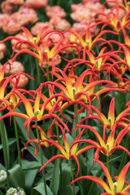 Lale Acuminata. Kan kırmızı ve sarı mızrak gibi yaprakları sarı üsleri ile olağanüstü eski moda Lale.