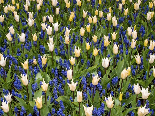 Gula Tulpaner Och Blå Hyacint Blommar Trädgård — Stockfoto