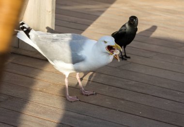 martı plastik çatal bıçak takımı plaj restoran yiyor.