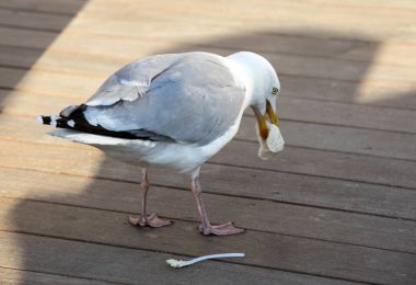 seagull eats plastic cutlery at the beach restaurant clipart