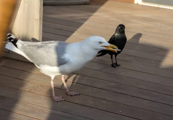 Möwe Frisst Plastikbesteck Strandrestaurant — Stockfoto