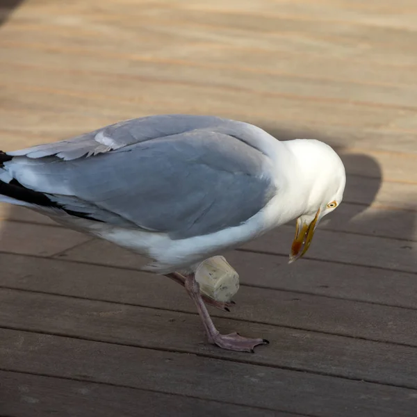 海鸥在海滨餐厅吃塑料餐具 — 图库照片