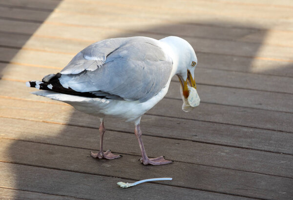 seagull eats plastic cutlery at the beach restaurant