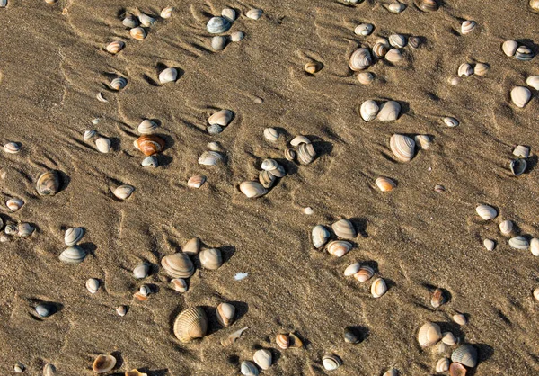 Kleine Zeeschelpen Stenen Zand — Stockfoto