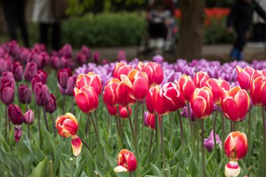 Bahçede açan renkli laleler.