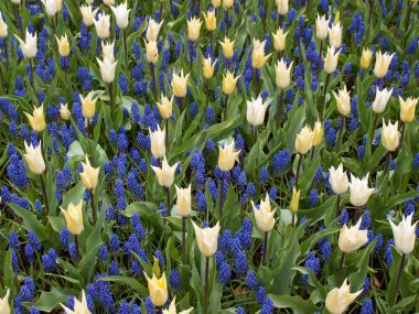 Sarı laleler ve mavi sümbül bir bahçede çiçek açan