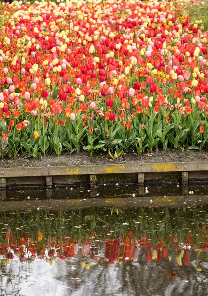 Bunte Tulpenblumen Blühen Einem Garten — Stockfoto