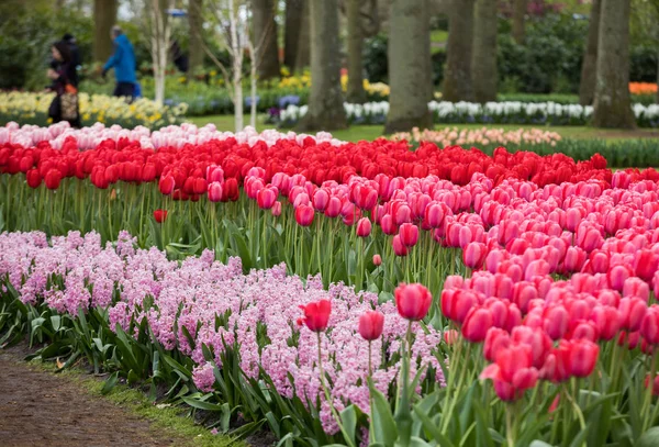 リッセ オランダ オランダのキューケンホフ ガーデンに色とりどりの花 — ストック写真