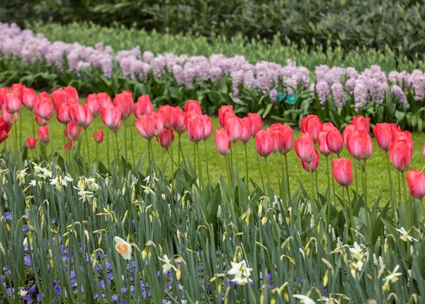 Tulipanes Coloridos Jacinto Narcisos Floreciendo Jardín — Foto de Stock