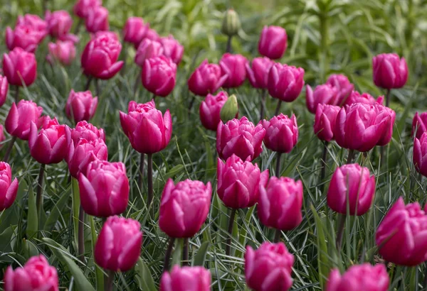 Lila Tulpen Blühen Einem Garten — Stockfoto