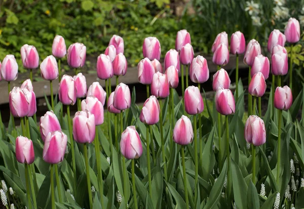 Rosa Tulpen Blühen Einem Garten — Stockfoto