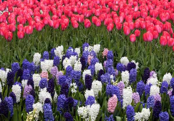 Redl Tulips Colorful Hyacinth Blooming Garden — Stock Photo, Image