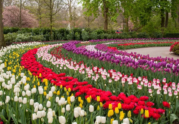 Lisse Hollanda Hollanda Keukenhof Bahçesinde Renkli Çiçekler — Stok fotoğraf