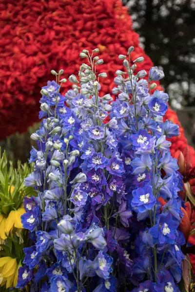 Noordwijkerhout Pays Bas Avril 2017 Décorations Floristiques Défilé Fleurs Traditionnelles — Photo