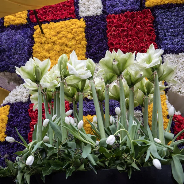 Noordwijkerhout Netherlands April 2017 Platform Tulips Hyacinths Traditional Flowers Parade — Stock Photo, Image