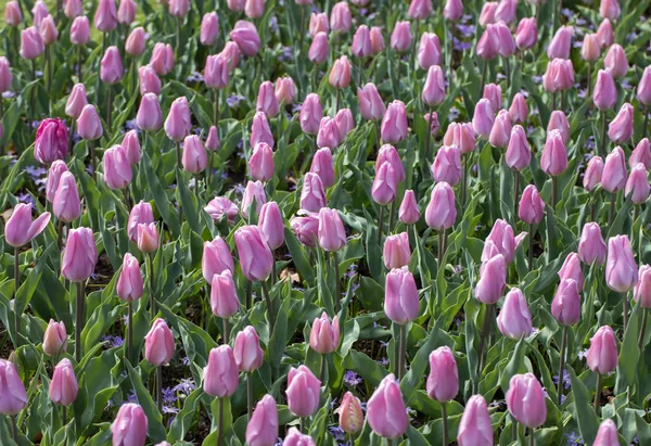 Abstracte Achtergrond Violet Tulpen Bloemen Bloeien Een Park — Stockfoto