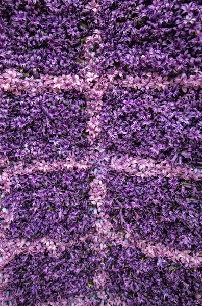 Abstrakt Bakgrund Närbild Violett Hyacinter Blommor — Stockfoto