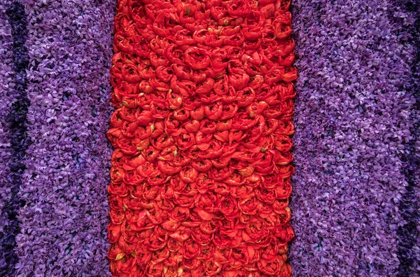 Абстрактный Фон Крупный План Красочных Тюльпанов Гиацинтов — стоковое фото