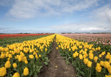 Lale alanları Bollenstreek, Güney Hollanda, Hollanda 