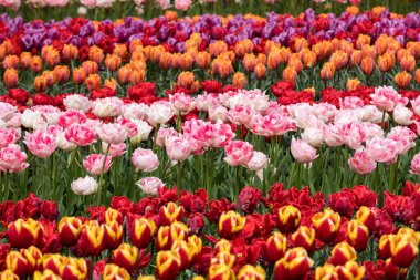 Lale alanları Bollenstreek, Güney Hollanda, Hollanda 