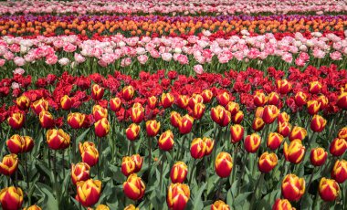 Lale alanları Bollenstreek, Güney Hollanda, Hollanda 