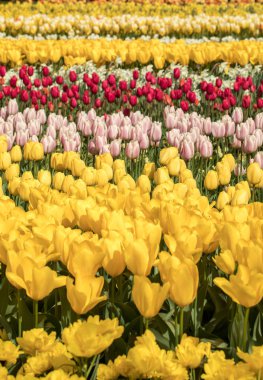 Lale alanları Bollenstreek, Güney Hollanda, Hollanda 