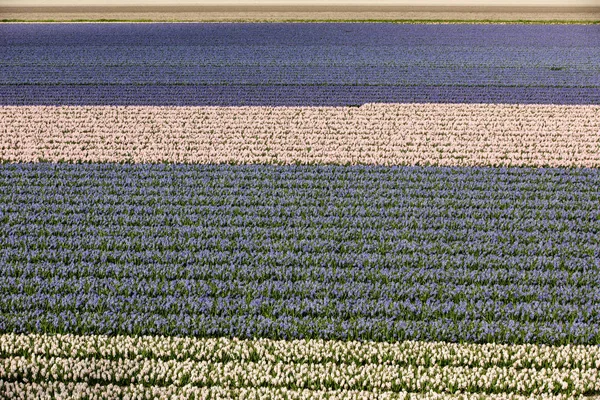 Tulip Hyacinth Fields Bollenstreek South Holland Netherlands — Stock Photo, Image