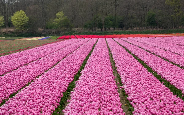 Bollenstreek 的粉红色郁金香田野 南荷兰 — 图库照片