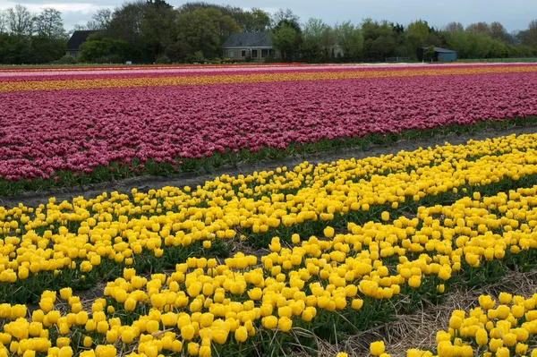 Tulpenvelden Van Bollenstreek Zuid Holland Nederland — Stockfoto