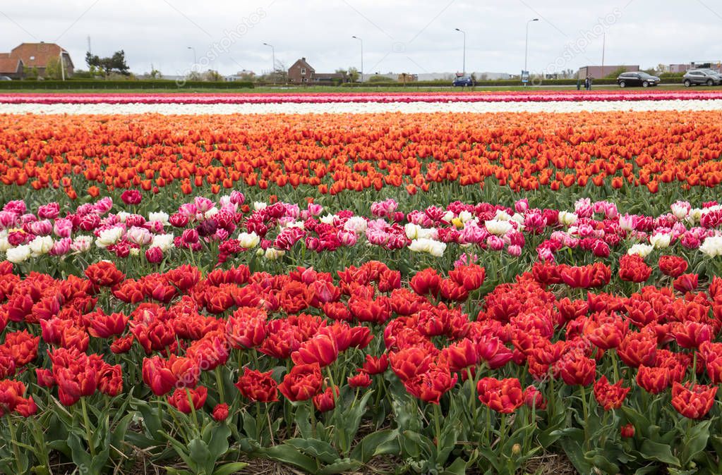 Tulip fields of the Bollenstreek, South Holland, Netherlands 