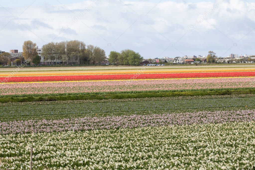 Tulip and hyacinth  fields of the Bollenstreek, South Holland, Netherlands 