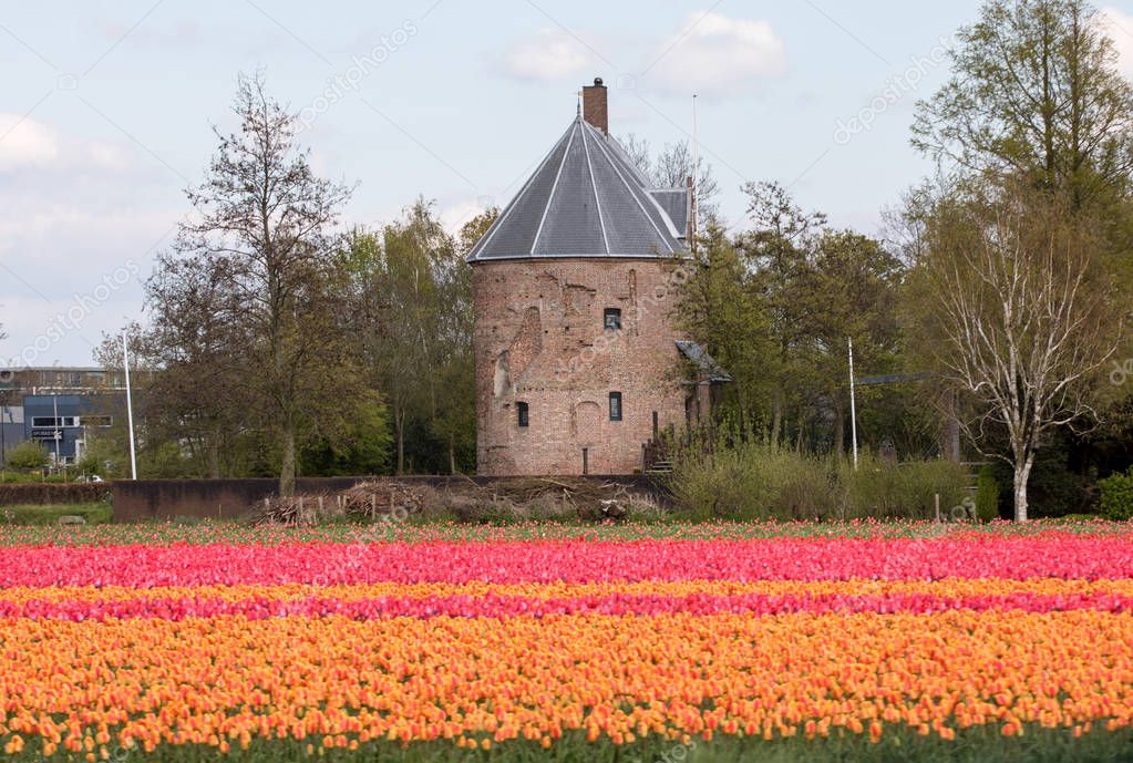 Colorful Tulips fields of the Bollenstreek, South Holland, Netherlands 