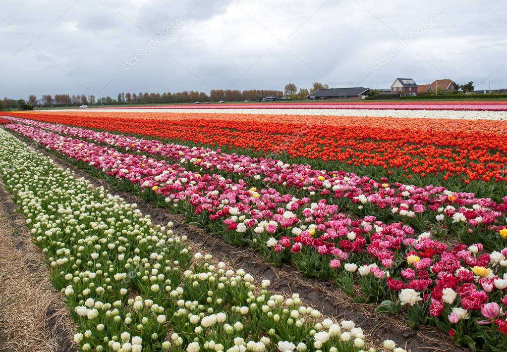 Tulip fields of the Bollenstreek, South Holland, Netherlands 