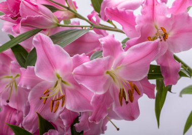 Pembe zambak çiçeklerine yakın çekim. Bu cinsteki türlerin yaygın isimleri arasında peri çiçeği zephyr zambak zambağı sihirli Atamasco zambağı ve yağmur zambağı bulunur..