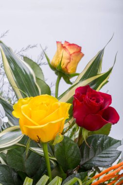 Beyaz arka plan üzerinde izole karışık renkli gül buketi 