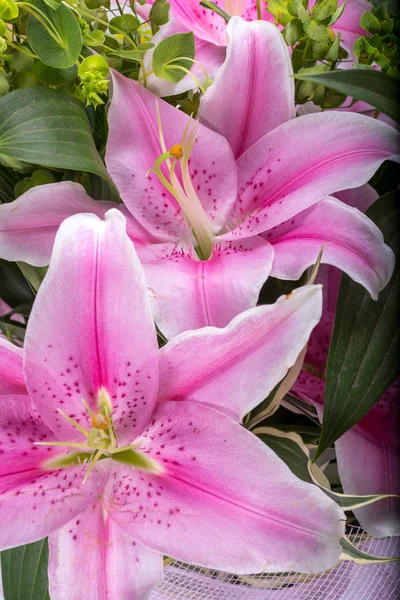 Pembe Zambak Çiçeğine Yaklaş — Stok fotoğraf