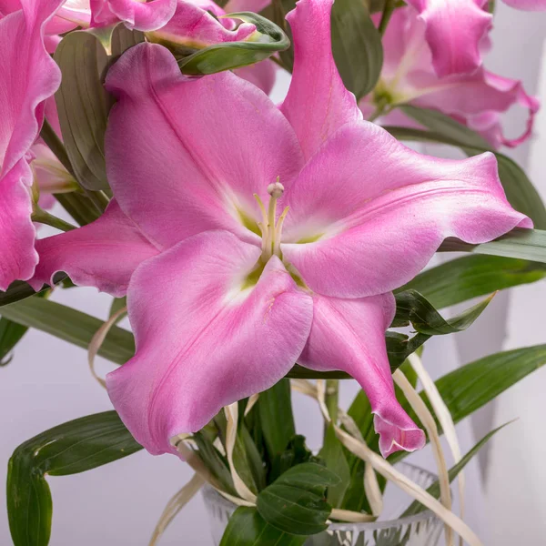 ピンクのユリの花のクローズアップ この属の種の一般的な名前には 妖精のユリの雨のゼファーユリの魔法のユリアタマスコユリと雨のユリがあります — ストック写真