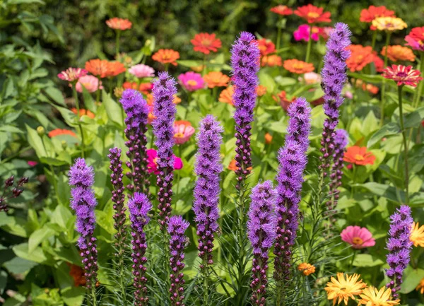 Liatris Spicata Květiny Letní Zahradě — Stock fotografie