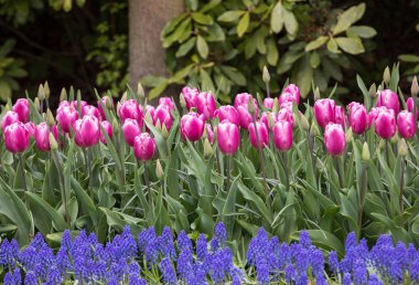 Pembe Laleler ve mavi sümbül bir bahçede çiçek açan