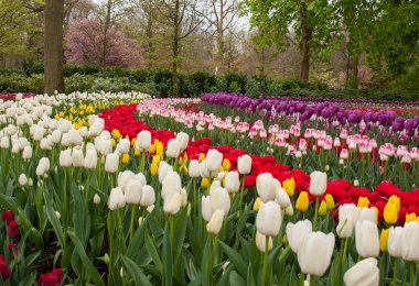 Lisse, Hollanda, Hollanda Keukenhof bahçesinde renkli çiçekler.