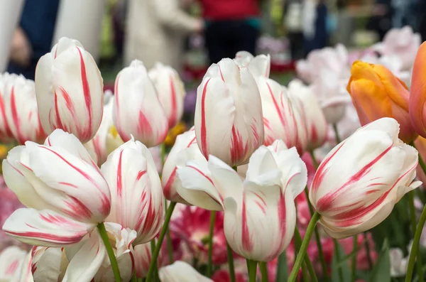 Färgglada Botaniska Tulpaner Blommor Blommar Trädgård — Stockfoto