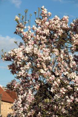 Mavi gökyüzü arka plan üzerinde Nisan ayında Blooming manolya ağacı 