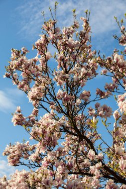Mavi gökyüzü arka plan üzerinde Nisan ayında Blooming manolya ağacı 
